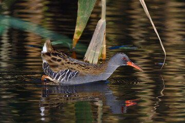Wasserralle am Morgen im Herbst bei der Jagd in der Oberlausitz
