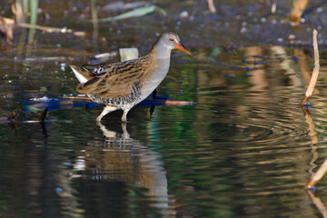 Wasserralle am Morgen im Herbst bei der Jagd in der Oberlausitz
