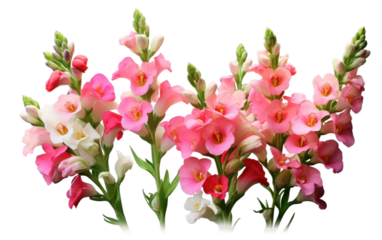 The Beauty of Serene Snapdragons Realistically on a Clear Surface or PNG Transparent Background.