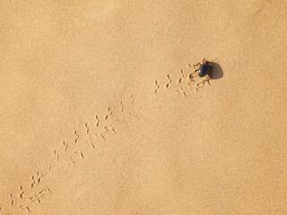 Scarabaeus on sand