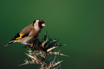 A European goldfinch or simply goldfinch isolated on thistle. Multicolor finch with blurred background. Carduelis carduelis named in Latin.