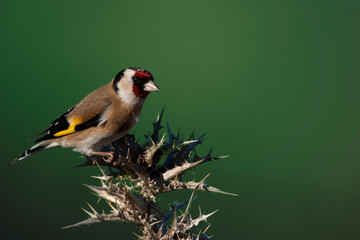 A European goldfinch or simply goldfinch isolated on thistle. Multicolor finch with blurred...