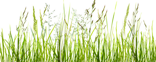 flowering grass meadow with motion blur isolated on transparent background, natural texture template overlay decoration for pollen allergy season - Powered by Adobe