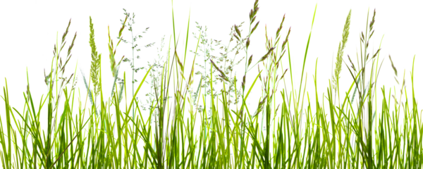 flowering grass meadow with motion blur isolated on transparent background, natural texture template overlay decoration for pollen allergy season