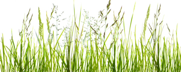 Papier Peint photo autocollant Herbe flowering grass meadow with motion blur isolated on transparent background, natural texture template overlay decoration for pollen allergy season