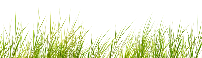 Papier peint photo Herbes des dunes filigree dune grasses with motion blur isolated on transparent background, nature texture template overlay decoration  © winyu