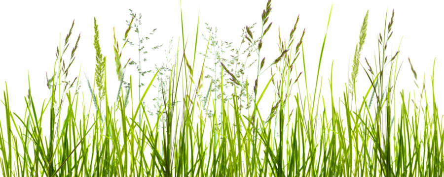 flowering grass meadow with motion blur isolated on transparent background, natural texture template overlay decoration for pollen allergy season