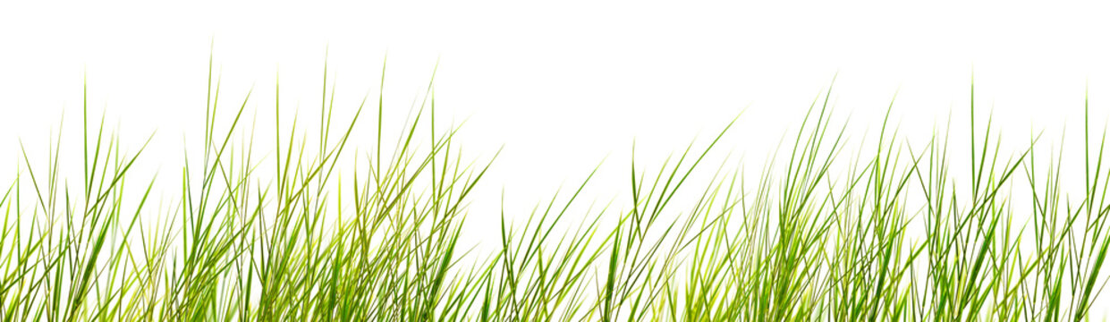 filigree dune grasses with motion blur isolated on transparent background, nature texture template overlay decoration