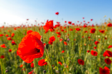 Poppy field in the Crimea. A beautiful field of wild red poppies at sunset in the evening. Sunset over a poppy field in the countryside. Red poppies on a poppy field. Russia
