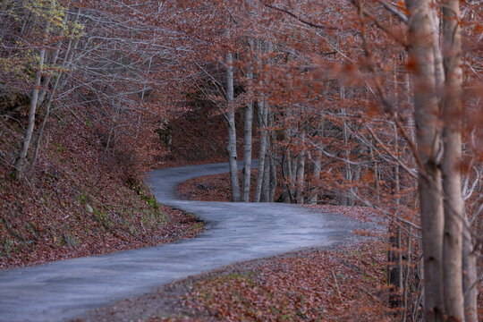 Carretera en bosque durante el otoño
