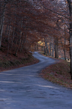 Carretera en bosque durante el otoño