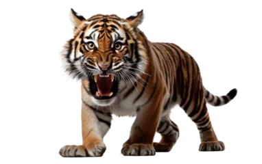 Fototapeten A Closer Look at the Softness of the Tiger Plush on a Clear Surface or PNG Transparent Background. © Usama