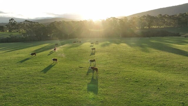 beautiful cattle in Australia  eating grass, grazing on pasture. Herd of cows free range beef being regenerative raised on an agricultural farm. Sustainable farming of food crops. Cow in field 