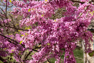 Lots of flowers on the tree. Baku. Azerbaijan.