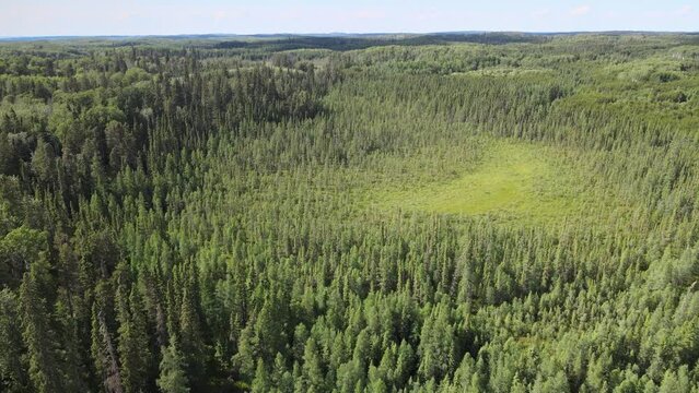 Drone aerial flying slowly forward over a boreal forest with spruce and pine trees and areas of marsh.  The topography is small rolling hills, and the sky is a flat blueish gray.
