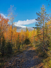 Autumn Arctic landscape in the Khibiny mountains. Kirovsk, Kola Peninsula, Polar Russia. Autumn colorful forest in the Arctic, Mountain hikes and adventures.