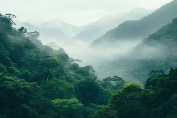 Enchanting Rainforest Serenity Revealed