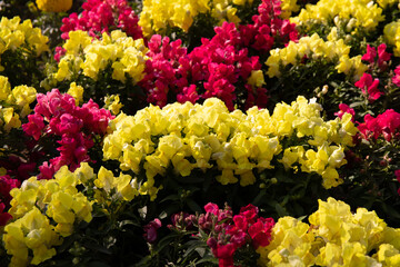 Different colors of Antirrinum flowers. Snapdragon.