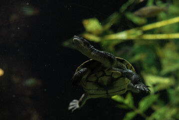 turtle in Aquarium, Zoo Leipzig