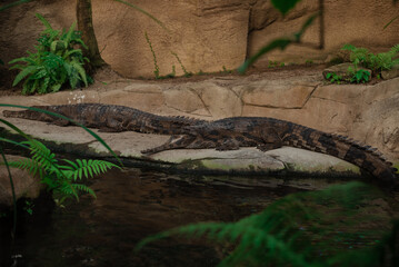 crocodile in Zoo Leipzig, Germany