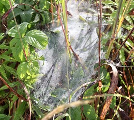 A close view of the spider web in the green grass.
