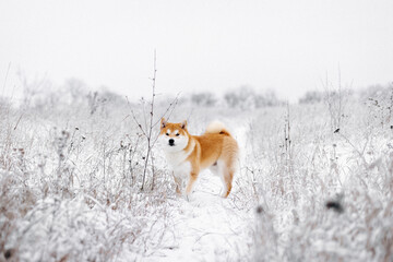Portrait of a miniature red dog of the Shiba Inu breed that smiles in a snowy field