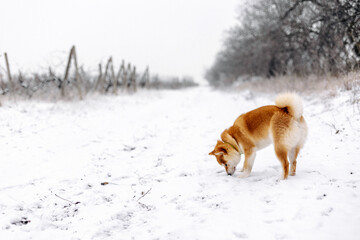 Portrait of a miniature red dog of the Shiba Inu breed walking and sniffing in a snowy field