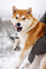 Portrait of a miniature red dog of the Shiba Inu breed that sits in the arms of its owner in a snowy field