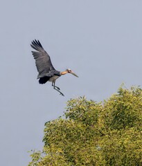 Lesser adjutant in flight.lesser adjutant is a large wading bird in the stork family Ciconiidae. this photo was taken from Sundarbans National Park,Bangladesh.