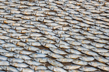 rows of drying mackerel or saba fish on the road by the ocean in an Indian village. poor areas of goa