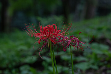 深紅の彼岸花