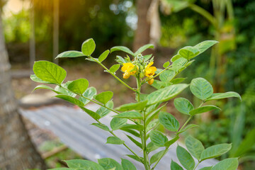 Senna hirsuta is a legume with yellow flowers, hairy stems, and curved pods. It is a medicinal...