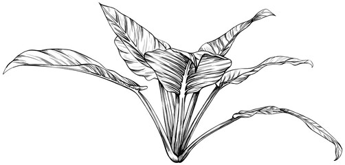 Illustration of a tropical tree. Hand drawn botanical illustration isolate on white.