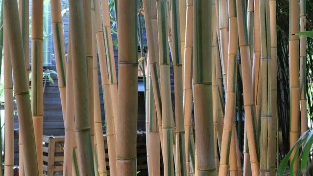 bamboos in a bamboo forest