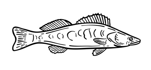 Fish is a resident of the sea. Vector illustration in doodle style