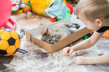 A little boy plays with a cat. The cat is in a box