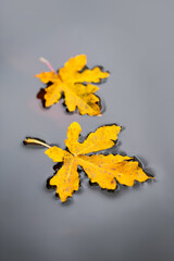 Two yellow maple leaves (Acer) floating on the calm water surface of a pond in Iserlohn, Sauerland...