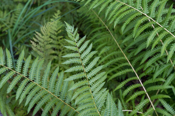 A close up of a Diamondleaf fern Lophosoria quadripinnata with lots of leaves