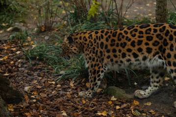A leopard in the zoo Leipzig, Germany