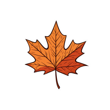illustration of a maple leaf isolated on a transparent background, png