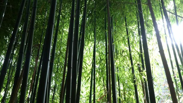 bamboos in a bamboo forest