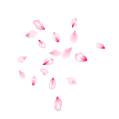 Japanese cherry blossom pink flying petals