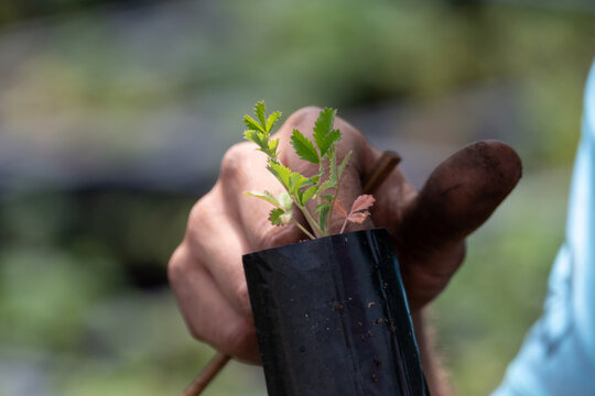 Manos trabajando en el plant&iacute;n de &aacute;rbol de Tabaquillo