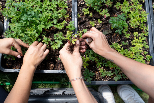 Manos trabajando en la tierra con repique de Tabaquillos, &aacute;rboles generadores de agua, foto cenital