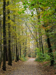 Regentag im Stadtwald von Bocholt