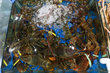 a live Lobster Korea fish market