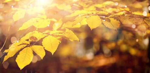Beautiful blurred yellow autumn background