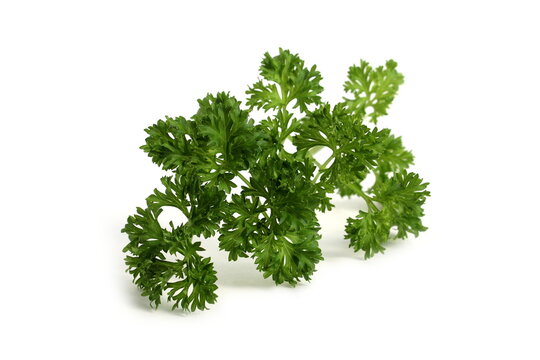 A sprig of fresh parsley lies on a white background.