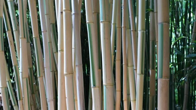 bamboos in a bamboo forest