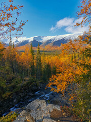 Fototapeta premium Autumn Arctic landscape in the Khibiny mountains. Kirovsk, Kola Peninsula, Polar Russia. Autumn colorful forest in the Arctic, Mountain hikes and adventures.